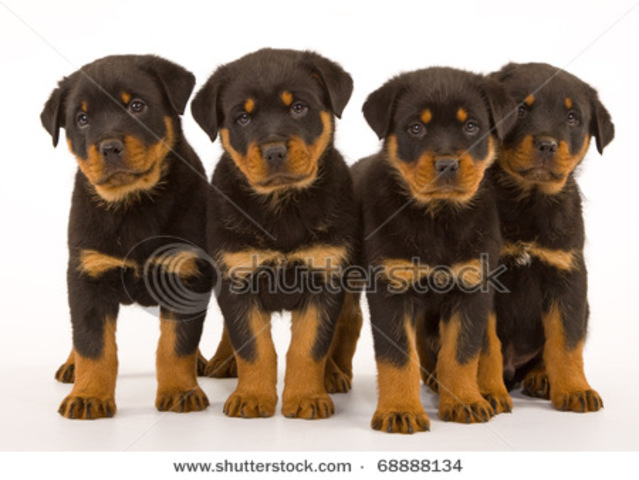 i got my dog ruby. who i love