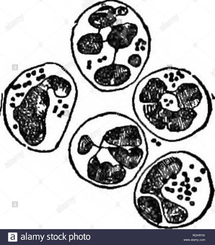 nacimiento de los microbios