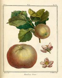 la muerte del azafrán