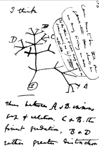 Inicios de la teoría de Darwin