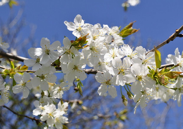 primo giorno di primavera