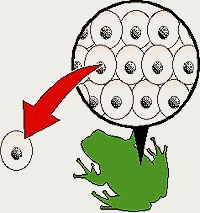 Experimentos de clonación