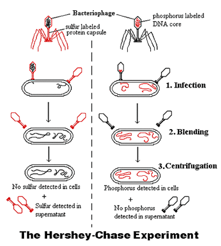 hershey-Chase experiment