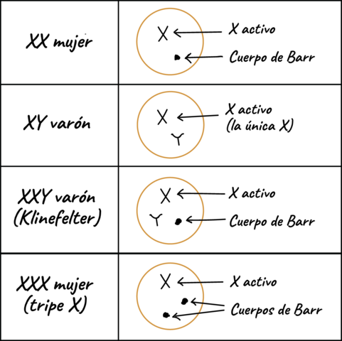 Inactivación del cromosoma X