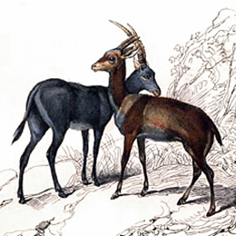 El Hipótrago Azul o Antílope Azul.