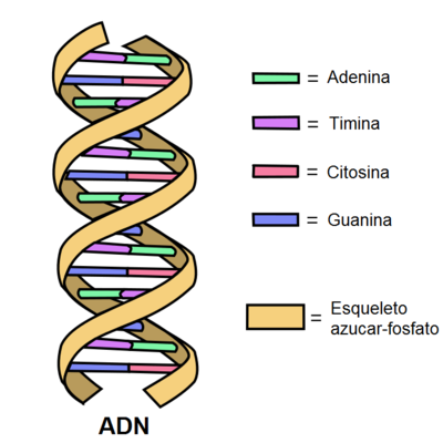 Timeline: El código genético