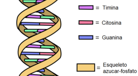 Timeline: El código genético