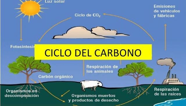 El ciclo del Carbono