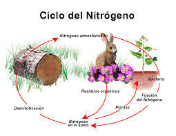 El Ciclo del Nitrógeno