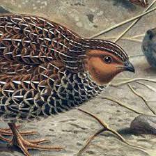 La Codorniz de Nueva Zelanda.