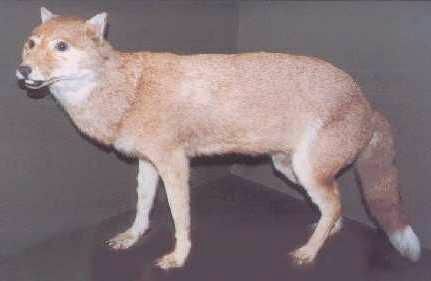 El Guará o Zorro-Lobo de las Malvinas.