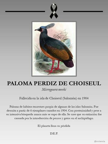 La Paloma Perdiz de Choiseul.