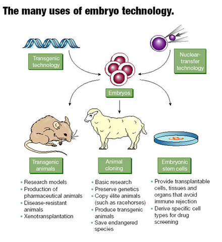 first cloned organism