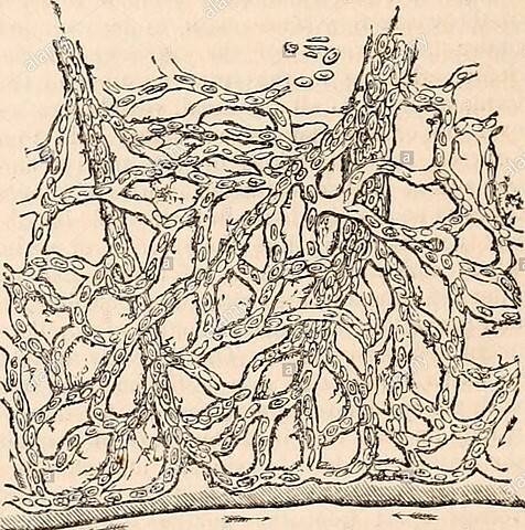 Quiliferos (Arselli)