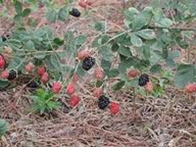 I picked berries at my house