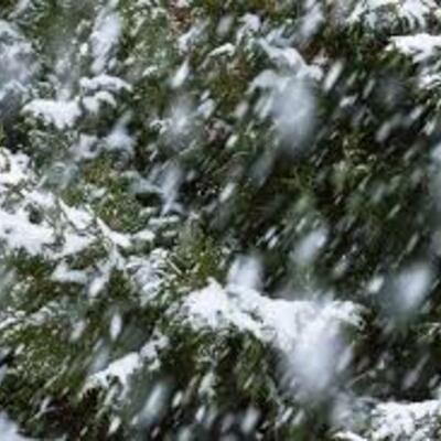 Timeline: SFC Timeline