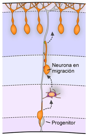 La Migración Neuronal es un proceso critico por medio del cual las células aun inmaduras se despasan en el sistema nervioso desde la zona progenitora hasta su lugar de destino final, este puede ser el sistema nervioso central o periférico.