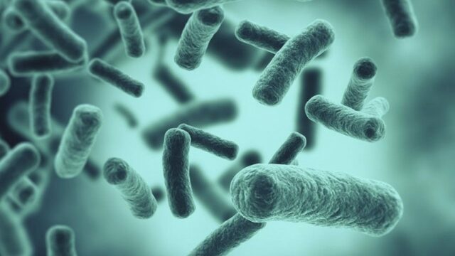 Nace el nombre de bacteria