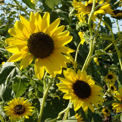 Timeline: Kansas Important Events