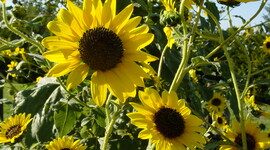 Timeline: Kansas Important Events