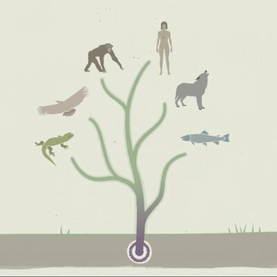 Timeline: Life And Evolution