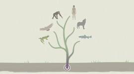 Timeline: Life And Evolution