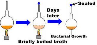 John Needham, experiment of S.G.