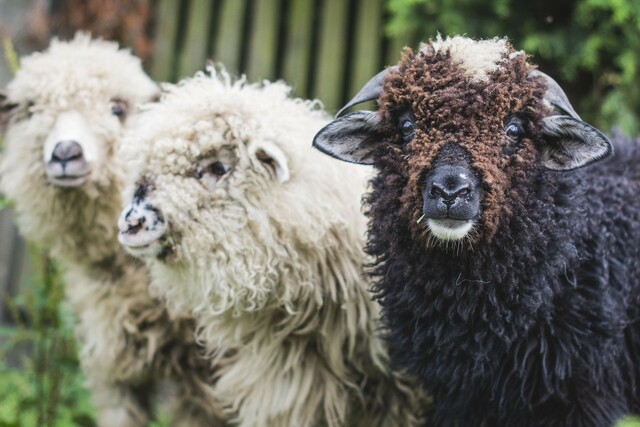 The first time touching a sheep !