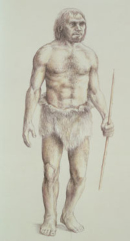 Australopithecas Afarensis (southern ape)