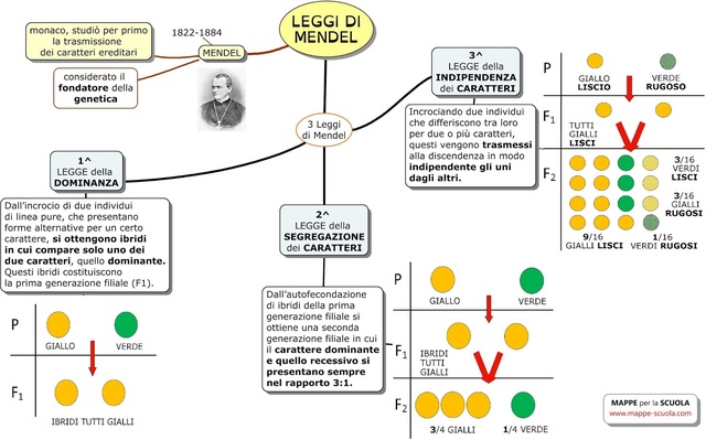 Le tre leggi di Mendel (1822-1884)