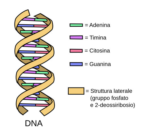 La scoperta del DNA
