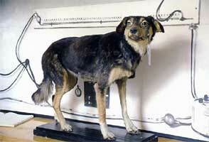 Pavlov investiga los estimulos