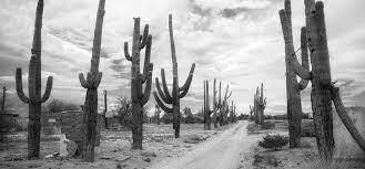 Sociedad de historia natural en México