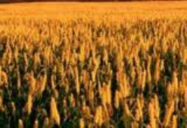 a wheat based economy had sprung up