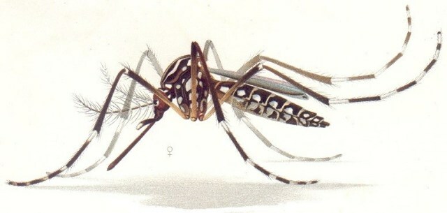 Febre amarela