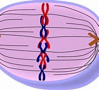 Metaphase