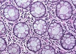 Cells Different Tissue