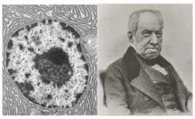 Official Term: Nucleus