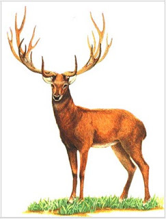 El Ciervo de Schomburgk.