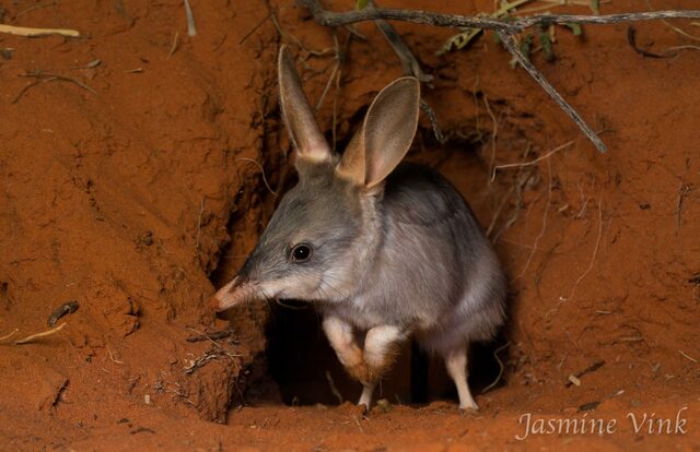 El Bilby Menor.