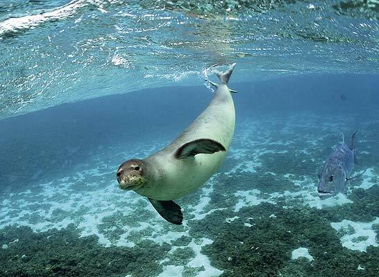 La Foca Monje del Caribe.