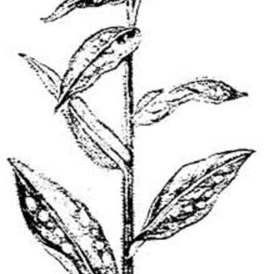 Timeline: Цветочек