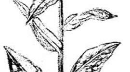 Timeline: Цветочек