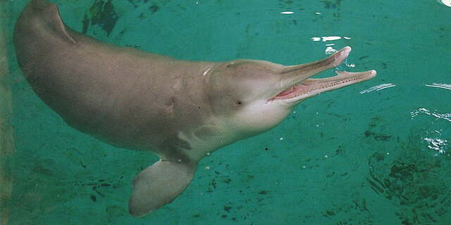 El Delfín del Río Chino o Baiji.