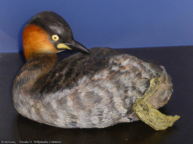 El Zambullidor de Alaotra.