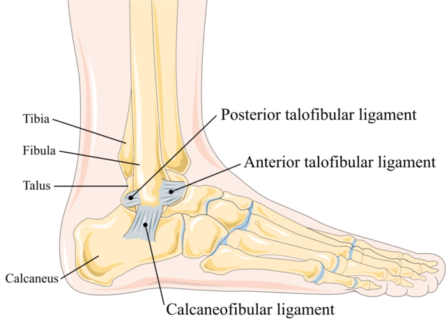 Foot Reconstructive Surgery