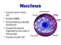 The term nucleus was introduced