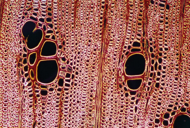 Decaying Tissue