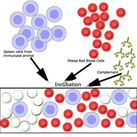 rudolf and albert showed cells are formed through scissions