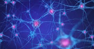 The term neurons was introduced